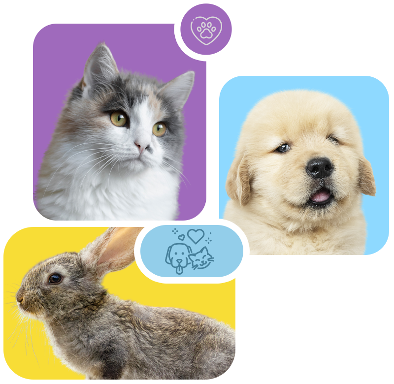 Cute pets - cat, dog, and rabbit